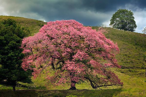 Jones, Adam 아티스트의 Single large flowering tree-Costa Rica작품입니다.